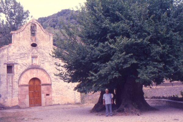 Arbres singulars entre Penyagolosa i el riu de Montlleó